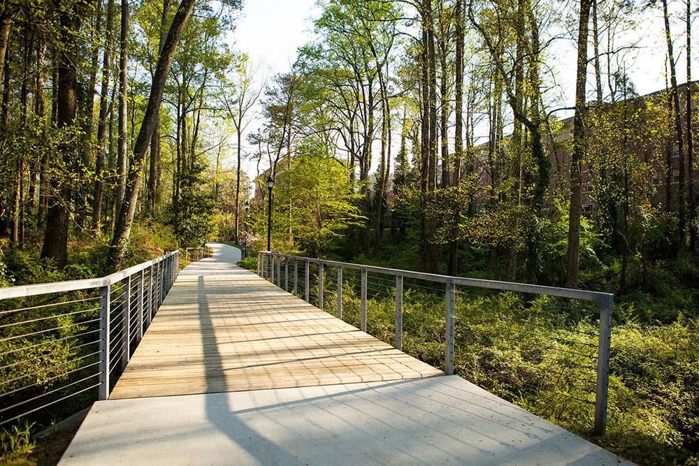 boardwalk through trees